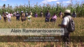 La pyriculariose du riz à Madagascar